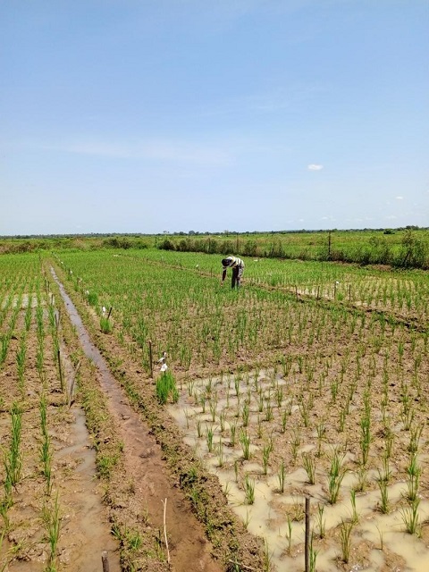 2.	Dispositif expérimental pour l'évaluation des lignées éditées de riz en champ confiné à la Vallée du Kou durant la saison humide 2022-2023 (stade début tallage, 30 jours après repiquage)