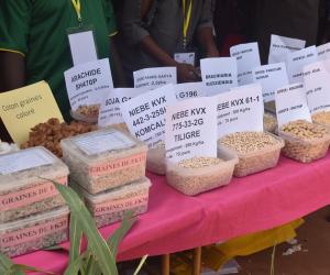 15e Foire aux semences de l'INERA : La recherche agricole expose ses meilleurs résultats